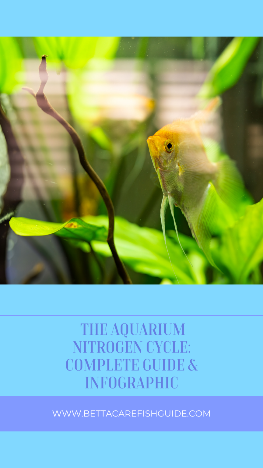 The Aquarium Nitrogen Cycle: How To Cycle Your Tank