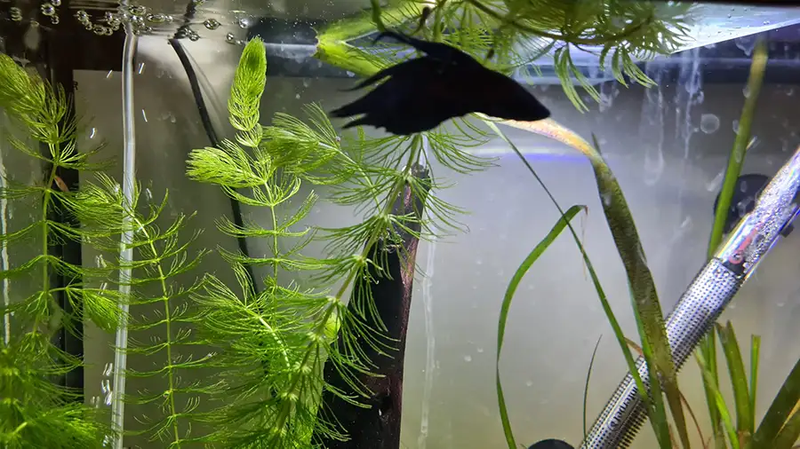 betta and hornwort
