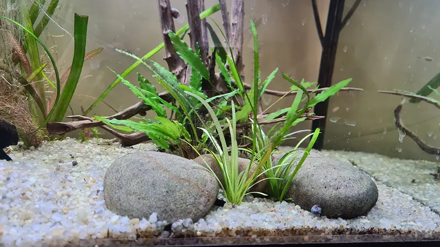 fish tank plants