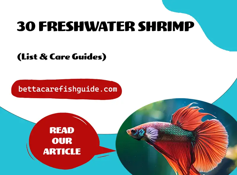 30 Freshwater Shrimp (List & Care Guides)