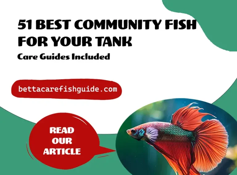 51 best community fish for your tank (care guides included)