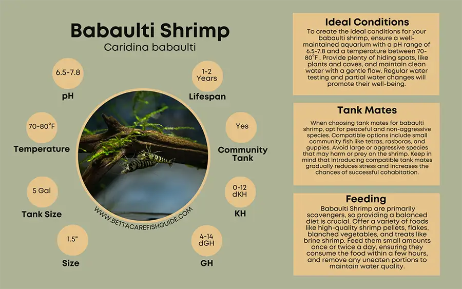 babaulti shrimp care sheet