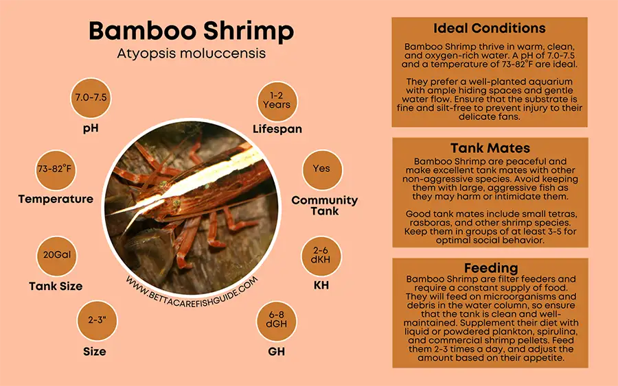 bamboo shrimp care sheet