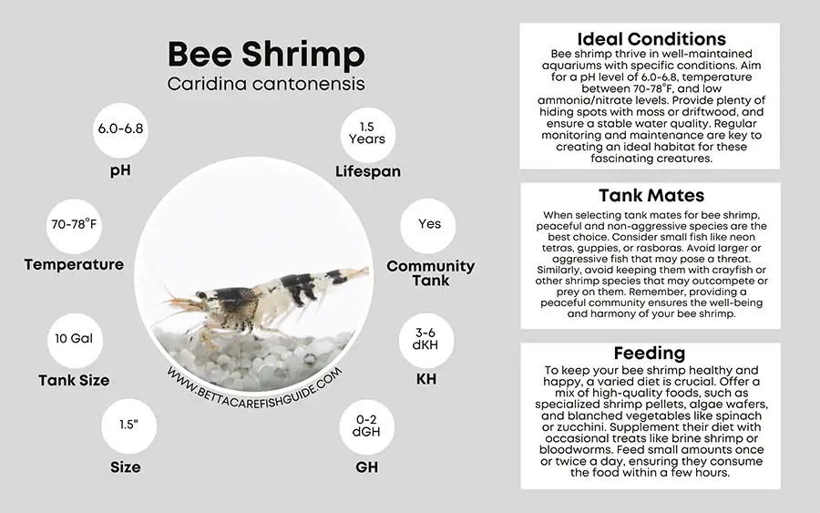 bee shrimp care sheet