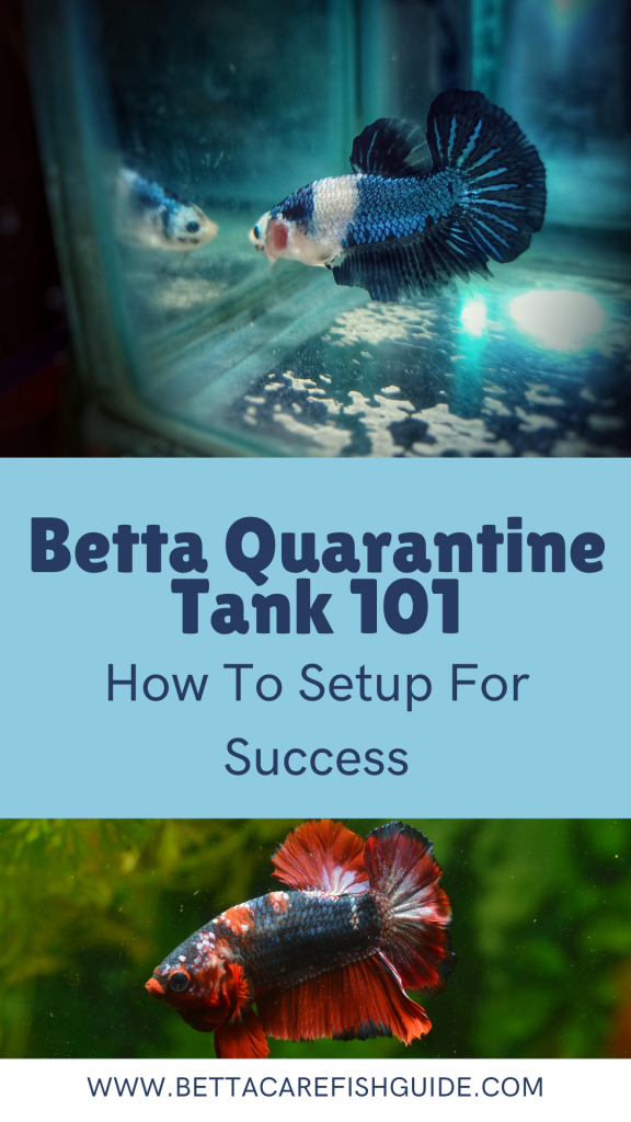 Betta Quarantine Tank 101 How To Setup For Success Betta Care Fish Guide