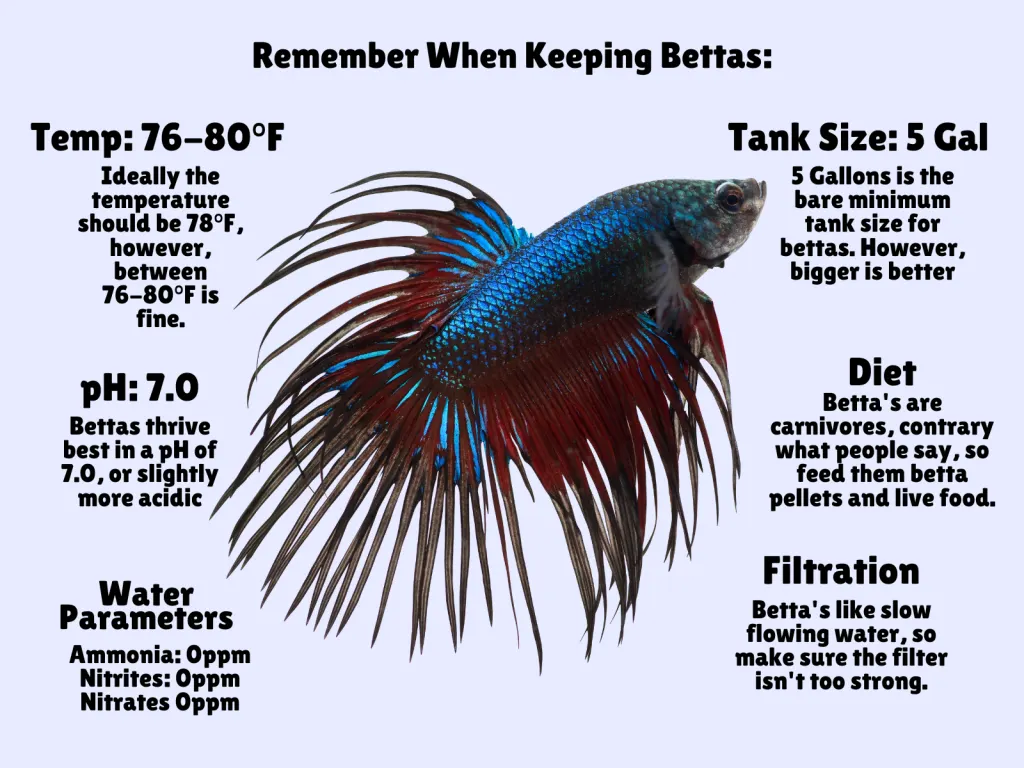 Betta Water Parameters