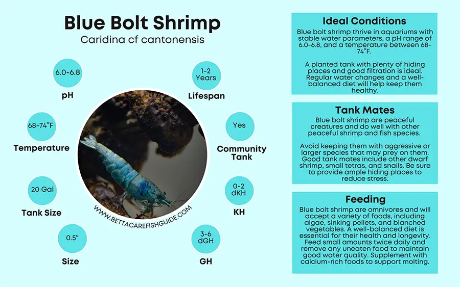 blue bolt shrimp care sheet