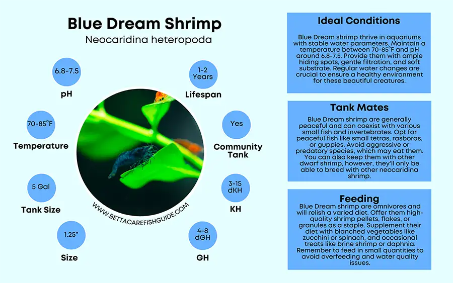 blue dream shrimp care sheet