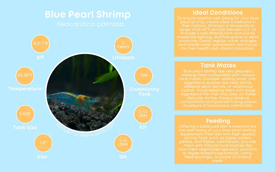 blue pearl shrimp care sheet