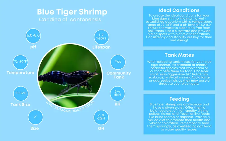 blue tiger shrimp care sheet