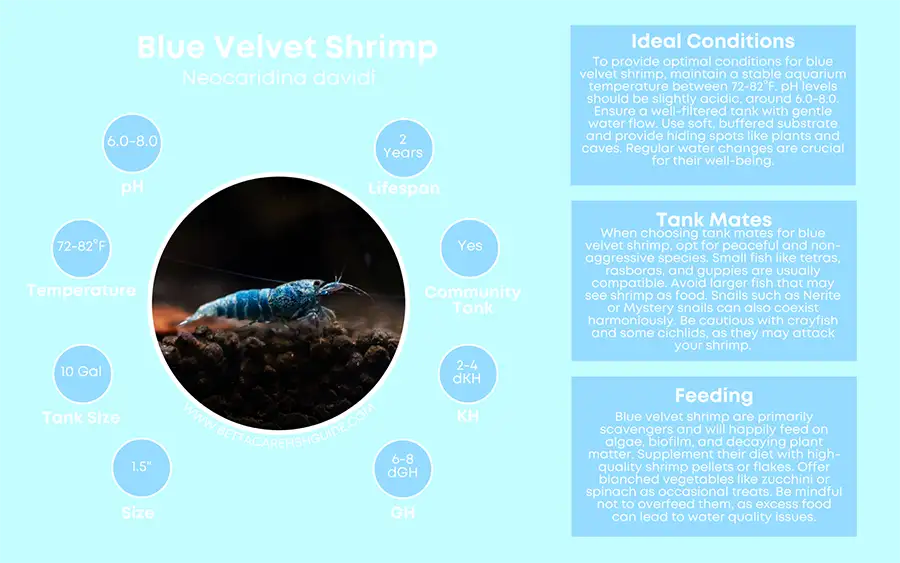 blue velvet shrimp care sheet