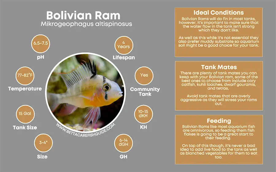 bolivian ram care sheet