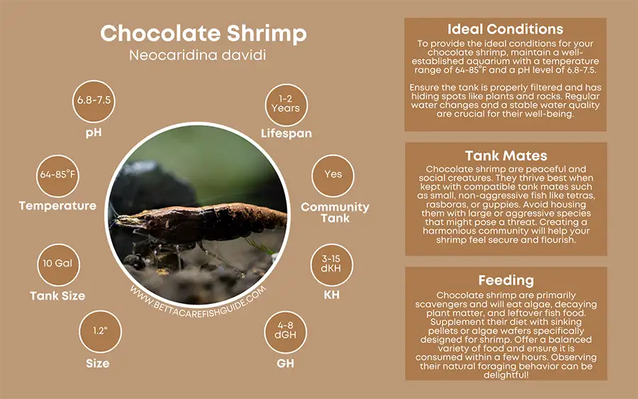 chocolate shrimp care sheet