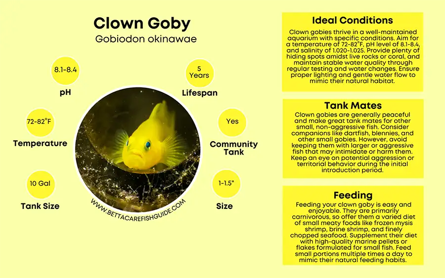 clown goby care sheet