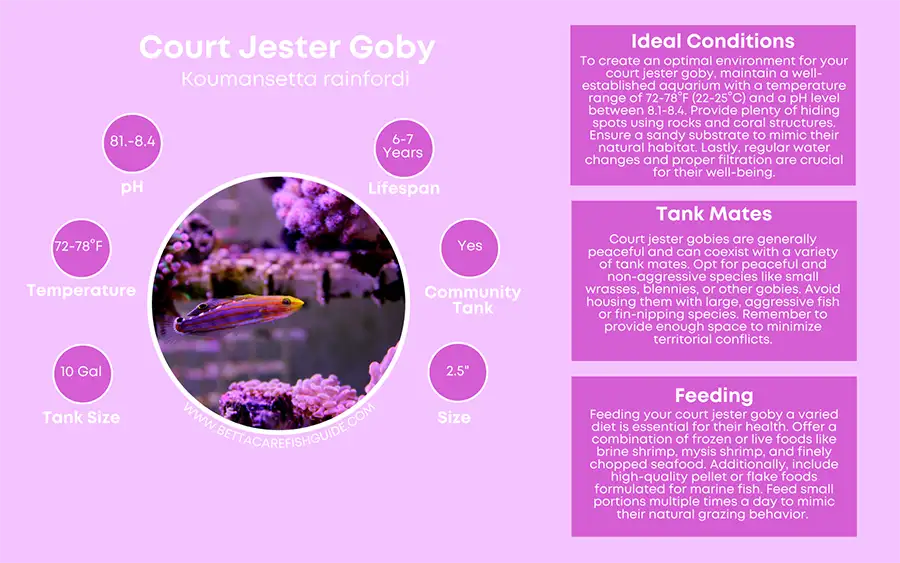 court jester goby care sheet