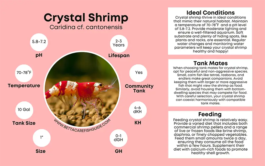 crystal shrimp care sheet