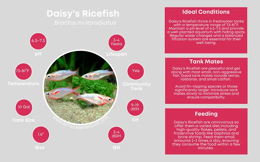 daisy's ricefish care sheet