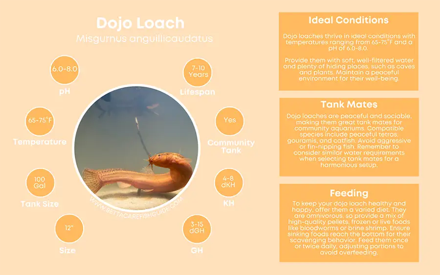 dojo loach care sheet