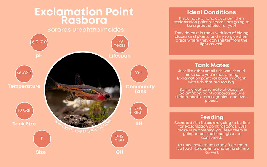 exclamation point rasbora care sheet