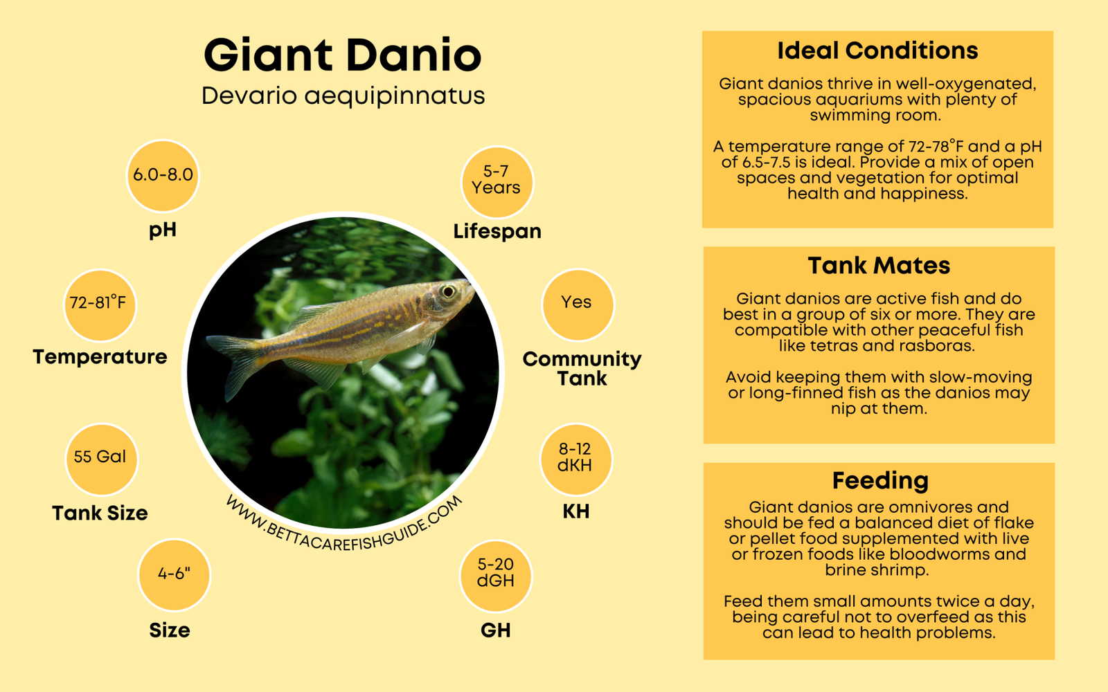 View of Danios Care Guide - Aqueon