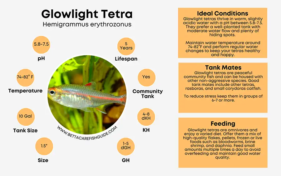 Glowlight Tetra Care Sheet