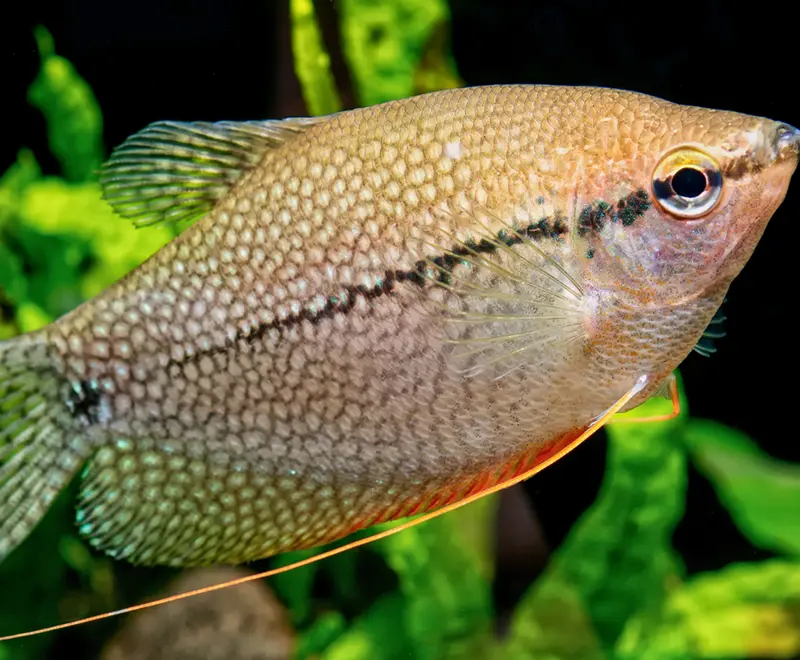 Gourami Tank Mates: 31 Top Choices & What To Look For