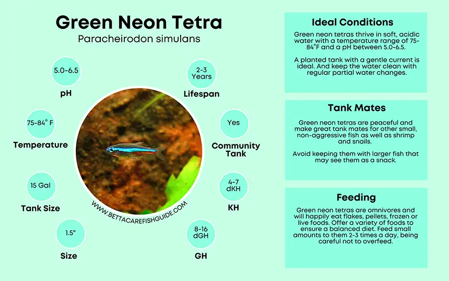 Green Neon Tetra Care Sheet