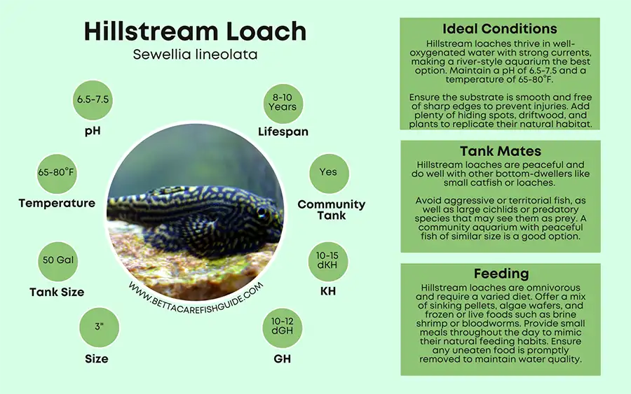 Hillstream Loach Care Sheet