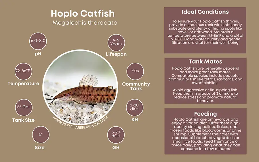 hoplo catfish care sheet