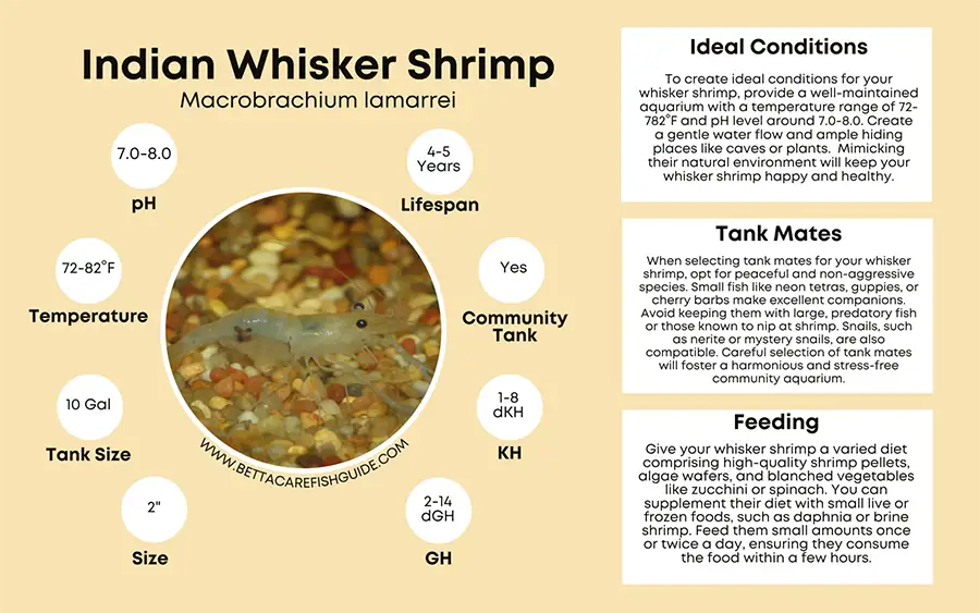 indian whisker shrimp care sheet