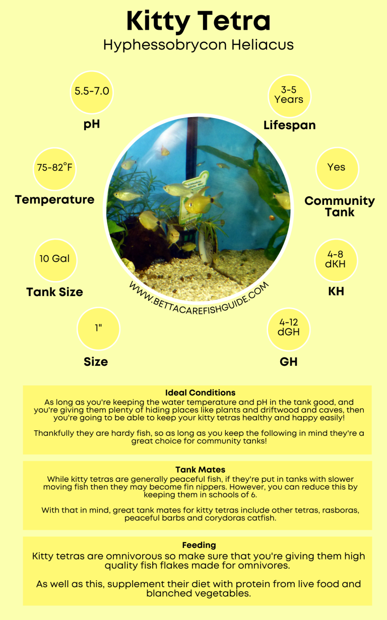 51 Best Community Fish For Your Tank (& Care Guides) - Betta Care Fish ...