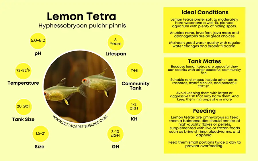 lemon tetra care sheet