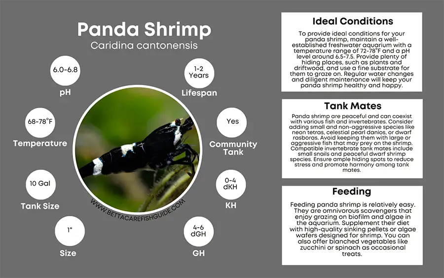 panda shrimp care sheet