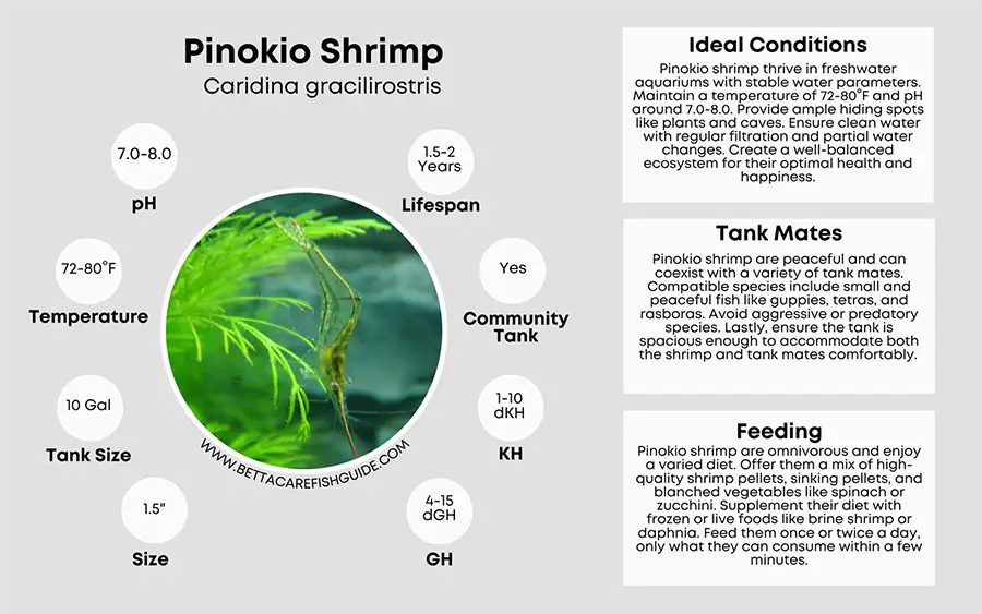 pinokio shrimp care sheet