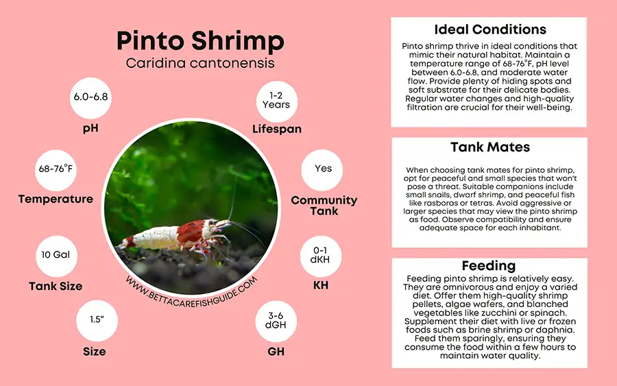 pinto shrimp care sheet