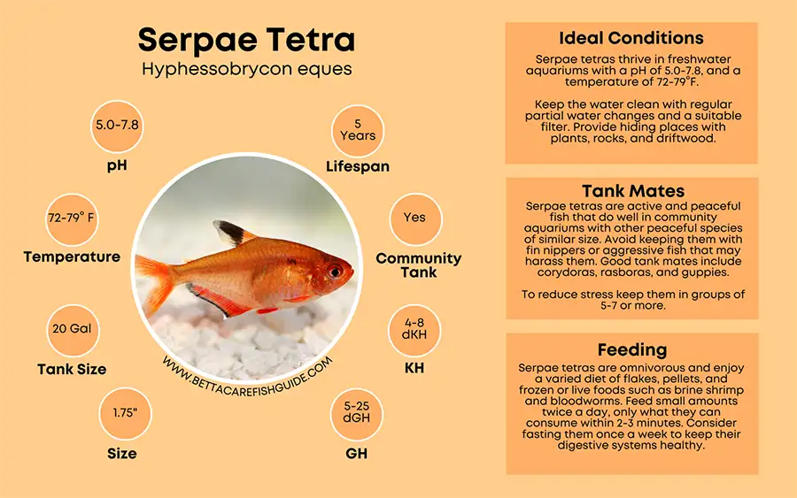 serpae tetra care sheet