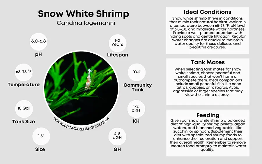 snow white shrimp care sheet