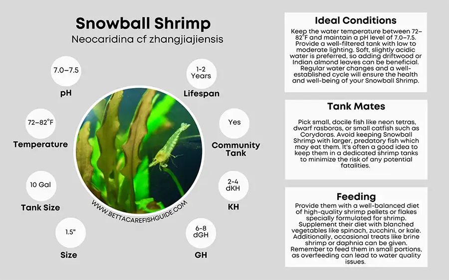 snowball shrimp care sheet