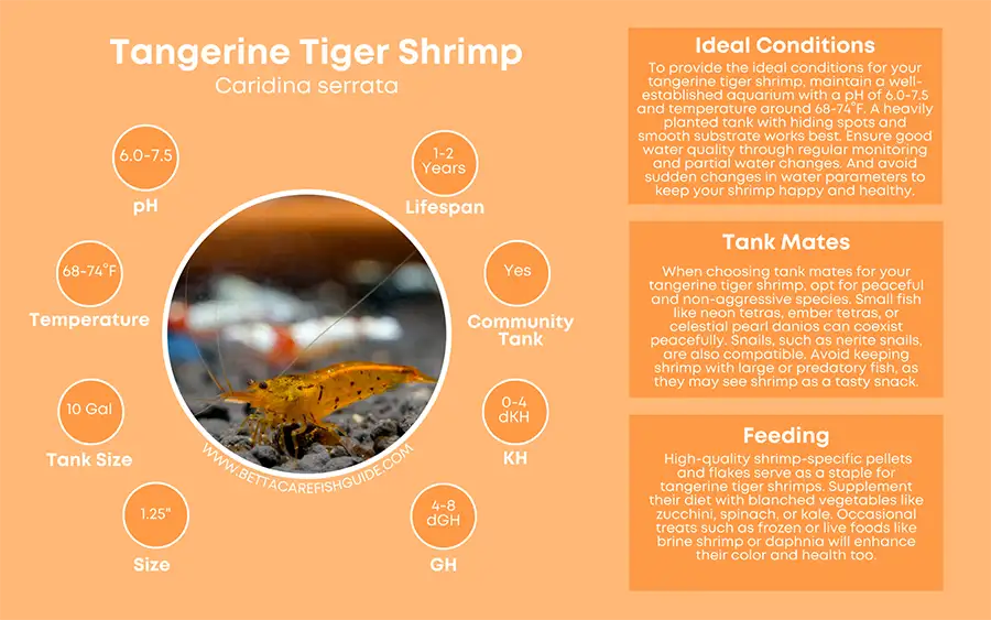 tangerine tiger shrimp shrimp care sheet