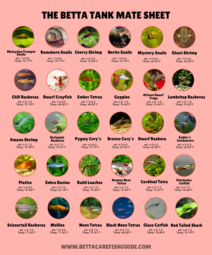 The Betta Tank Mate Sheet