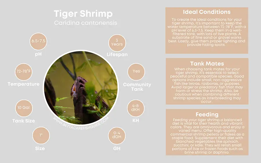 tiger shrimp care sheet