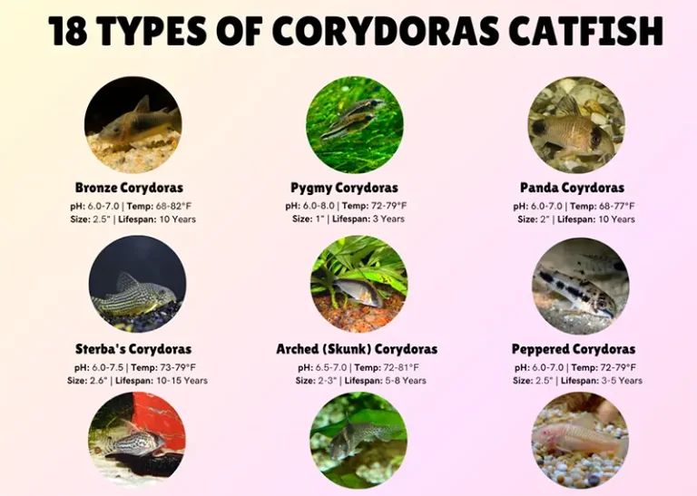 types of corydoras