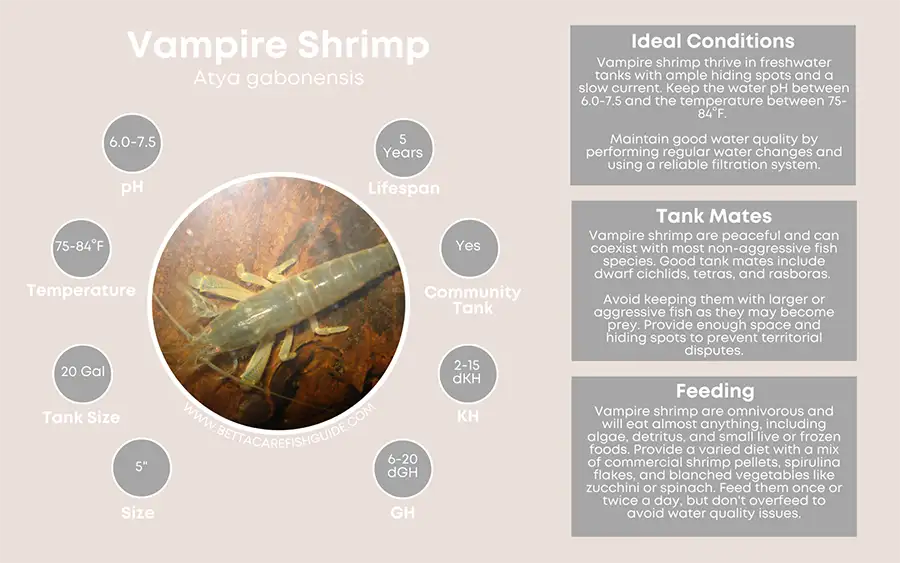 vampire shrimp care sheet