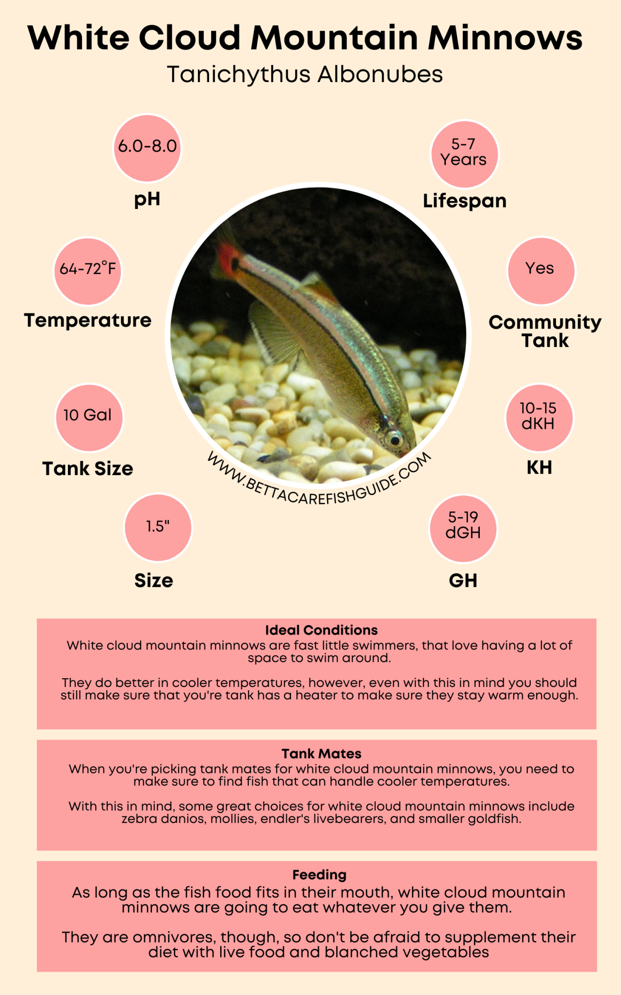 51 Best Community Fish For Your Tank Care Guides Betta Care Fish 51 Best Community Fish For Your Tank Care Guides Betta Care Fish