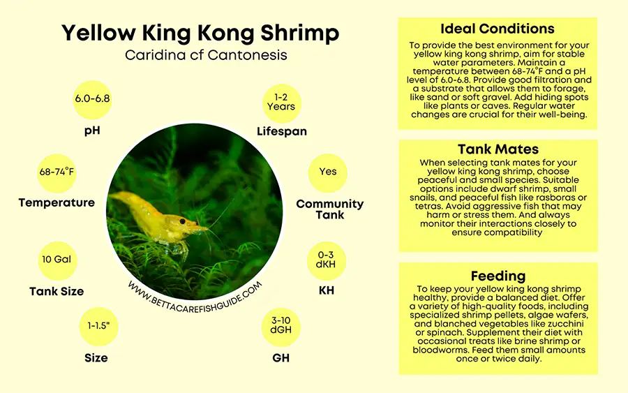 yellow king kong shrimp care sheet