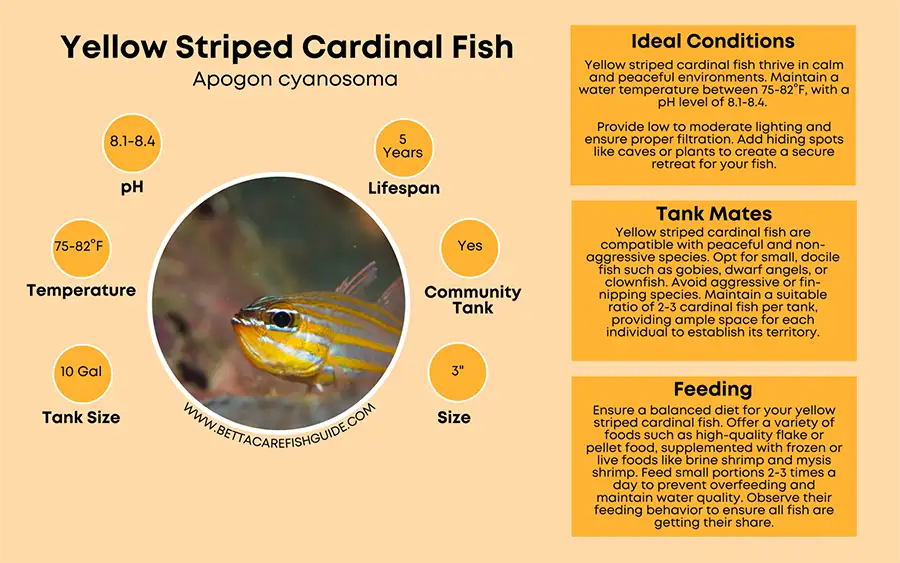 yellow striped cardinal fish care sheet