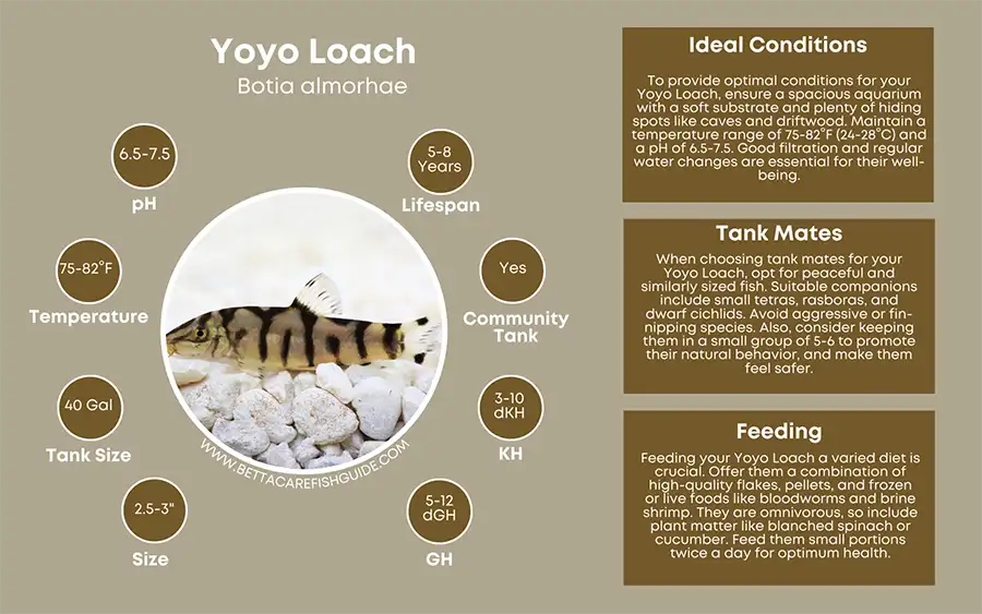 Yoyo Loach Fish Care Sheet