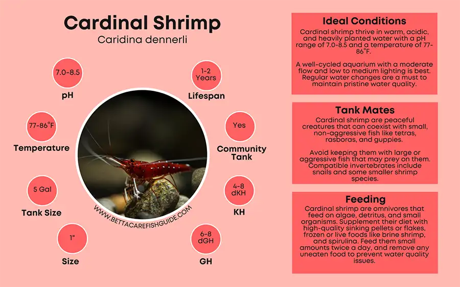 cardinal shrimp care sheet