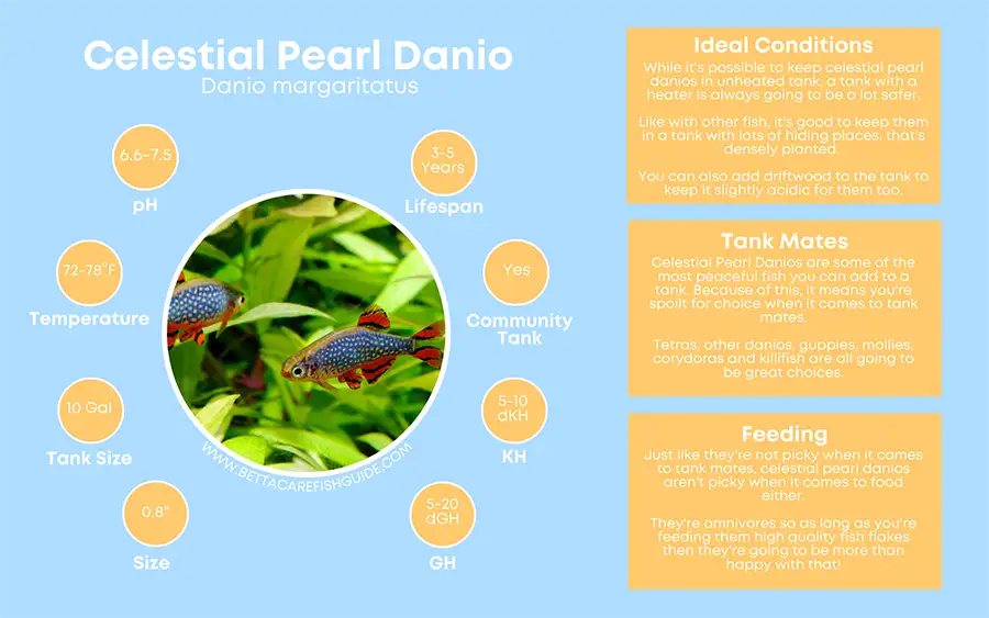 celestial pearl danio care