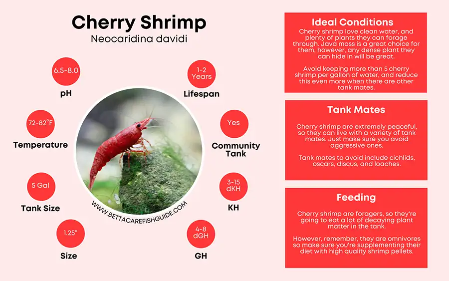 cherry shrimp care sheet
